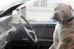 Cle Chien